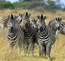 220px-Zebra_Botswana_edit02