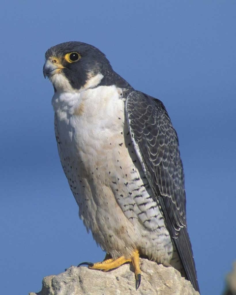 Peregrin Falcon