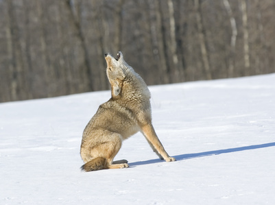 Coyote howling in winter..Photographed in Northern Minnesota 