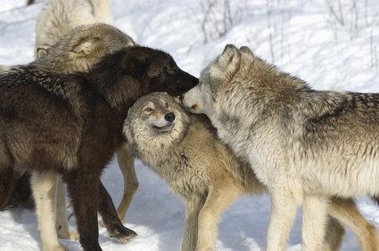 Gray wolves 