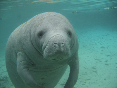 Manatee sea cow cristal river florida 