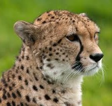 cheetah