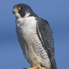 Peregrin Falcon